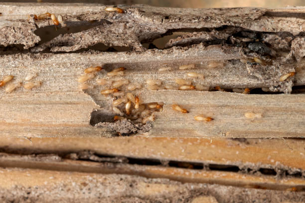 Best Bed Bug Extermination  in Wenona, IL