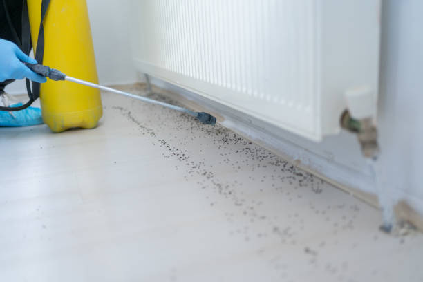 Best Flea Control Services  in Wenona, IL
